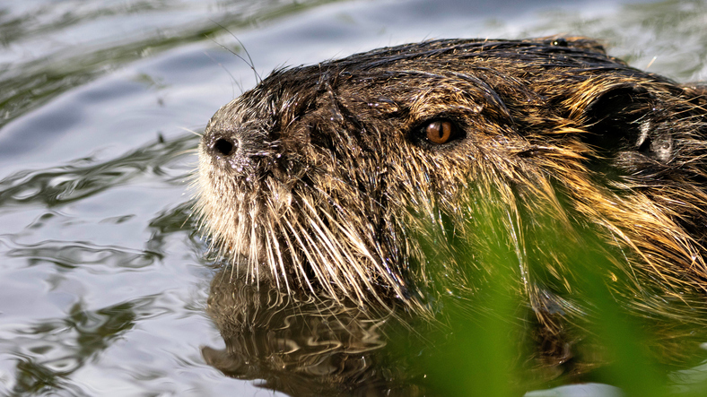 Nutria is swimming in a lake