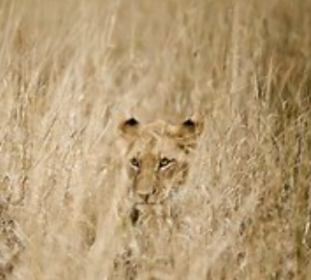 A lion partially hidden in tall grass, with only its eyes and face visible.