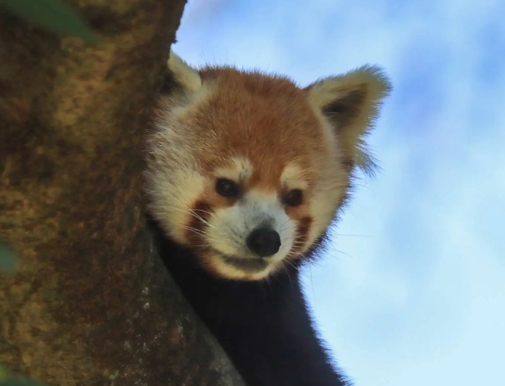 A close-up view of a red panda peeking out from behind a tree trunk, with a blue sky visible in the background.